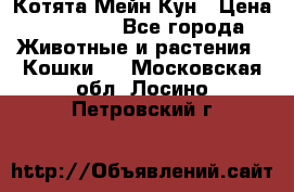 Котята Мейн Кун › Цена ­ 15 000 - Все города Животные и растения » Кошки   . Московская обл.,Лосино-Петровский г.